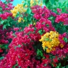 Zdjęcie z Hiszpanii - Hiszpanskie kwiaty
