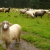 Zdjęcie z Polski - owca - modelka