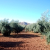 Zdjęcie z Hiszpanii - Andaluzyjski gaj oliwny