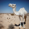 Zdjęcie z Tunezji - Biały wielbłąd