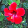 Zdjęcie z Hiszpanii - Czerwony hibiskus