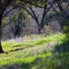 Zdjęcie z Australii - Wiosna na Piggott Range