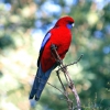 Zdjęcie z Australii - Papuga crimson rosella
