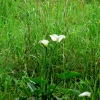 Zdjęcie z Australii - Dzikie lilie (kalie)