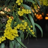 Zdjęcie z Australii - Kwiaty jednej z odmian