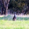 Zdjęcie z Australii - Kangurek
