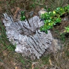 Zdjęcie z Australii - Pien martwego eukaliptusa