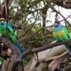 Zdjęcie z Australii - Papugi malee ringneck