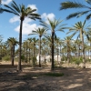 Zdjęcie z Tunezji - Gaj palmowy.