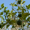 Zdjęcie z Tunezji - Drzewo pomaranczowe.