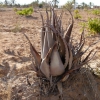 Zdjęcie z Tunezji - Kaktusy 