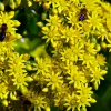 Zdjęcie z Australii - Pszczoly przy pracy