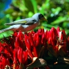 Zdjęcie z Australii - Ptak noisy miner