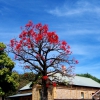 Zdjęcie z Australii - To drzewo najpierw