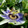 Zdjęcie z Australii - Kwitnie passionfruit