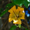 Zdjęcie z Australii - Wiosenny kwiatek
