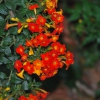 Zdjęcie z Australii - Wiosenne kwiaty