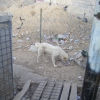 Zdjęcie z Iraku - Bezpański pies