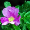 Zdjęcie z Polski - Kwiat dzikiej rozy