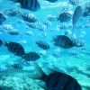 Zdjęcie z Egiptu - rybki w Morzu Czerwonym