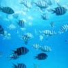 Zdjęcie z Egiptu - rybki w Morzu Czerwonym
