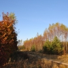 Zdjęcie z Polski - Droga przez las do
