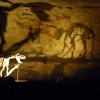Zdjęcie z Australii - Szkielety lwa workowatego