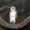 Zdjęcie z Australii - Sowka w Wet Cave