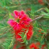 Zdjęcie z Australii - Kwiaty buszu