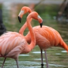 Zdjęcie z Meksyku - hotelowe flamingi