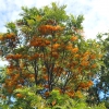 Zdjęcie z Australii - Kwitnace drzewo