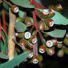 Zdjęcie z Australii - Eukaliptusowe owoce