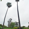 Zdjęcie z Australii - Dwie wysokie palmy
