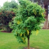 Zdjęcie z Australii - Kwitnace drzewa