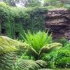 Zdjęcie z Australii - Ogrod w zarwanej jaskini