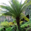 Zdjęcie z Australii - Paproc drzewiasta