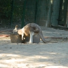 Zdjęcie z Polski - kangur