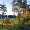 Zdjęcie z Polski - Mazurski las