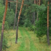 Zdjęcie z Polski - "Drzwi do lasu" :)