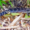 Zdjęcie z Australii - Jaszczurka blue tongue