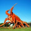 Zdjęcie z Australii - Giant Lobster