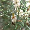 Zdjęcie z Australii - Fauna i flora