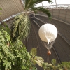 Zdjęcie z Niemiec - loty balonem w środku