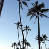 Zdjęcie ze Stanów Zjednoczonych - wszechobecne palmy