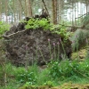 Zdjęcie z Irlandii - las niedaleko Woodford