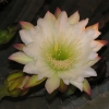 Zdjęcie z Turcji - kwiat kaktusa