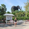 Zdjęcie z Tajlandii - Trzygłowy słoń...