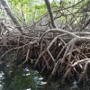 Zdjęcie z Wenezueli - Lasy mangrowcowe