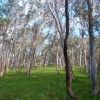 Zdjęcie z Australii - Las eukaliptusowy 