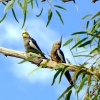 Zdjęcie z Australii - Papuzki cockatiel (nimfy)